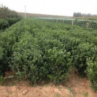 大量銷售大葉黃楊球苗