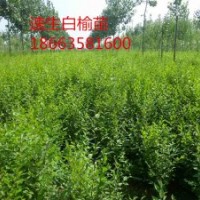 低價(jià)出售絲棉木，山杏苗，白榆苗