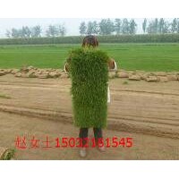 球場專用草坪