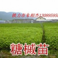 出售紫椴苗