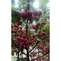 供應2公分北美海棠