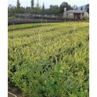 低價供應金葉女貞小苗和球規(guī)格20-100cm全袋苗