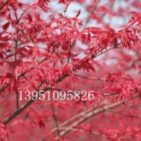 江蘇日本紅楓基地供應嫁接紅楓苗