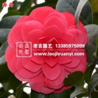 老吉園藝供應(yīng)優(yōu)質(zhì)赤丹茶花、海石榴、晚山茶等百余種茶花苗