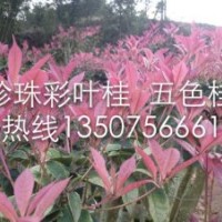 珍珠彩桂