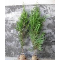 80側(cè)柏苗，1米側(cè)柏苗，1.5米側(cè)柏苗