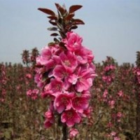 紅寶石海棠苗嫁接方法，紅寶石海棠苗管理技術(shù)。
