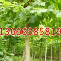 甘肅毛白楊種植基地 2015年價(jià)格趨勢(shì)