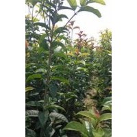 桂花，桂花苗，桂花小苗，湖北桂花