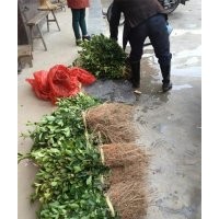 供應(yīng)福州油茶苗