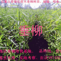 出售垂柳樹穗、樹苗