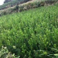 供應(yīng)福鼎羅漢松農(nóng)戶優(yōu)惠出售