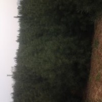 白皮松