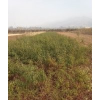 山西紅皮山桃苗 3--10公分山桃樹(shù)