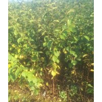 紫丁香，連翹，紅瑞木，小桃紅，榆葉梅，絲綿木，衛(wèi)矛，紅花王子