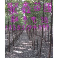 出售3-4-5速生國槐，速生白蠟