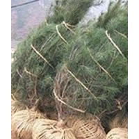 大量供應(yīng)陜西藍田白皮松