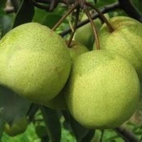 批量供應(yīng)梨樹果 銷售各種果樹高度梨樹苗 嫁接梨樹苗 量大優(yōu)惠