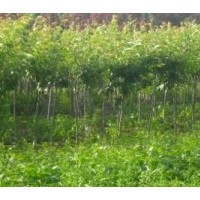 3公分櫻花樹苗價格 供應(yīng)規(guī)格齊全櫻花苗 優(yōu)質(zhì)綠化苗