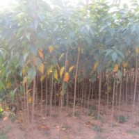 常年大量出售櫻花當年苗、i海棠苗、紅葉李、低價占地苗