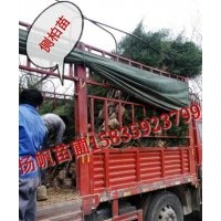 供應(yīng)1米營養(yǎng)杯側(cè)柏苗，1.5米營養(yǎng)杯側(cè)柏苗，1.7米營養(yǎng)杯側(cè)柏苗