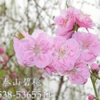供應 碧桃