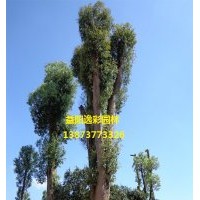香樟 香樟樹3公分6公分8公分10公分價格表 湖南逸彩園林