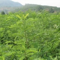 白皮松苗側(cè)柏苗油松苗、刺槐苗、新疆楊