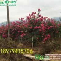 2015市場(chǎng)前景廣闊 發(fā)展前景好紫薇 速生玫紅紫薇 玫紅紫薇小苗