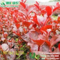 日本紅葉喬木紫薇 江西紅葉紫薇小苗價(jià)格 優(yōu)質(zhì)紫薇小苗報(bào)價(jià)