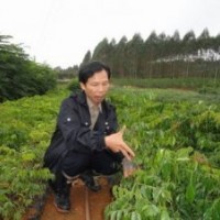 供應格木苗