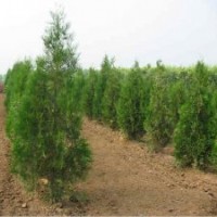 側(cè)柏苗、山東側(cè)柏基地、側(cè)柏樹苗