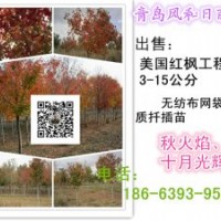 美國紅楓價格 臨沂美國紅楓小苗 泰安美國紅楓 安徽美國紅楓 浙江