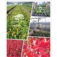 紅點紅楓價格 泰安紅點紅楓小苗 臨沂紅點紅楓 江蘇紅點紅楓 安徽