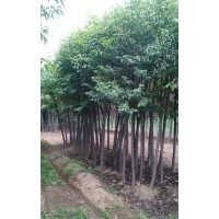 供應6公分大葉女貞1000顆，