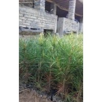 白皮松 山楂樹(shù),核桃苗,紫葉矮櫻 側(cè)柏，蜀檜 山丁子,杜梨籽,國(guó)槐