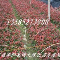 優(yōu)質(zhì)供應(yīng)：小苗：床苗：紅葉石楠小苗，冬青小苗、龍柏小苗、蜀檜