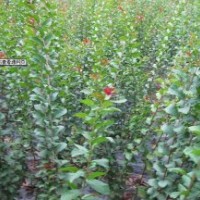 本苗圃有櫻花條子1-2公分30萬，紫薇條子0.6-1.5米50萬，1-3公分