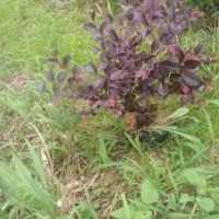 紅花繼木袋苗