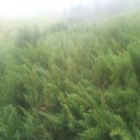 供應樟子松 旱柳 饅頭柳 云杉 油松 山桃 山杏 新疆楊等