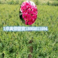 1公分紫薇苗大量供應江蘇1米高翠微紫薇苗