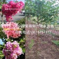 購(gòu)買2公分紫薇樹(shù)苗到魅力花鄉(xiāng)種苗基地