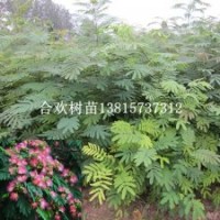 紅花合歡樹(shù)苗絨花樹(shù)苗樹(shù)冠大綠化效果好