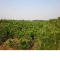 山東萬畝油松種植基地出售全規(guī)格油松 低價質(zhì)優(yōu)