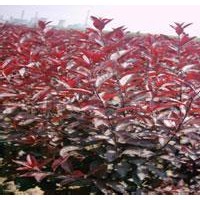 紫葉矮櫻廉價(jià)提供
