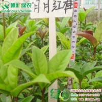 月月紅桂 精品桂花小苗供應(yīng)包成活 月月紅桂采購 月月紅桂圖片|信