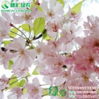 普賢象櫻圖片 普賢象櫻小苗采購 普賢象櫻信息|價格——江西綠農(nóng)