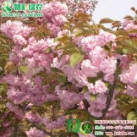 關山櫻圖片 關山櫻小苗價格 關山櫻信息 關山櫻小苗批發(fā)|采購
