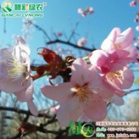 大山櫻 先花后葉 一年生苗 大山櫻基地 正宗大山櫻櫻花小苗供應