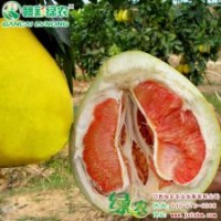 小果紅心柚